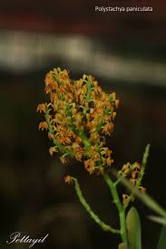 Image result for Polystachya undulata