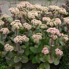 Den er sukkulent og kan danne nye planter fra afrevne blade. Sedum Hybrid Matrona Stenurt Sankthansurt