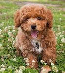 Bichon Poodle Mix - Complete Guide For Poochon Owners - Petmoo