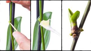 Image result for orchid cuttings