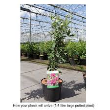 Lespedeza thunbergii is a species of flowering plant in the legume family known by the common it is native to china and japan. Lespedeza Thunbergii Plants Thompson Morgan