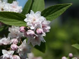 Image result for Deutzia hybrida Pink Pompon