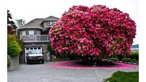 Image result for Rhododendron