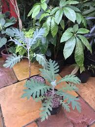 Image result for Bocconia arborea