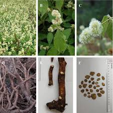 Image result for Cyathula