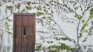 If you are going to kill ivy use a weed killer and let it do it's work then remove by hand and burn the plants. How To Get Rid Of English Ivy In The Landscape Horticulture