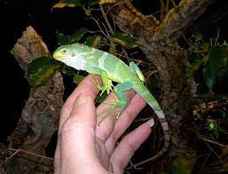 Brachylophus Vitiensis Fiji Crested Iguana 1 Month Old 1 Month Olds Amphibians Iguana