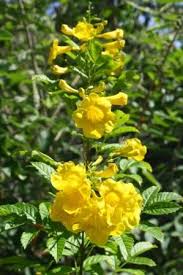 Check spelling or type a new query. Mayan Gold Yellow Bells Yellow Elder Trumpet Bush Esperanza Tecoma Stans Perennials All Almost Eden