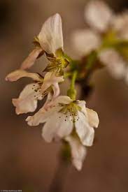 Sakura With Images Sakura Japanese Flowering Cherry Blossom