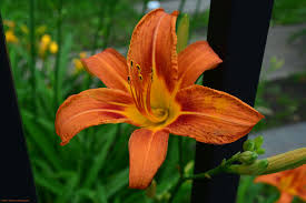 Bioadvanced Fungus Control For Lawns Home Depot Day Lily Lemon Hill In Philadelphia Day Lilies Plants Foliage