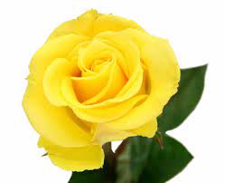 Offering rose is a nice way to express our feelings. Which Color Rose To Give This Rose Day Voylla