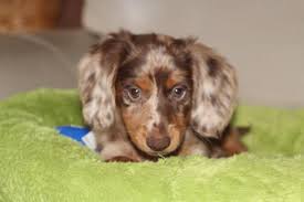 Dapple Dachshund Puppy For Sale Florida