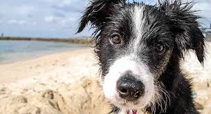 We have a number of pups available. Border Collie Dog Breed Information Center
