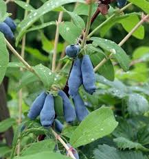 Approximately 180 species of honeysuckle have been identified in north america and eurasia. Zhimolost Sedobnaya Morena Po Cene Ot 2100 Kupit Sazhency Iz Pitomnika