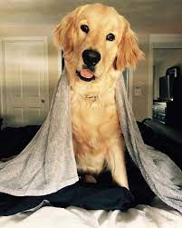 4 Month Old Baby Bruin Old Golden Retriever Golden Retriever Dogs Golden Retriever