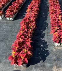 Image result for Coleus goetzenii