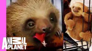 Like and subscribe for more adorable sloth content!rescued sloths aren't usually given baths, but poor matteo here arrived at this rescue centre with an irri. It S Bath Time For These Baby Sloths Too Cute Youtube