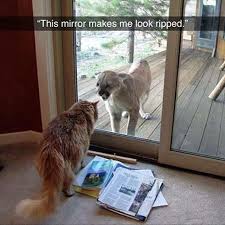 Animals Looked At Their Reflection 20 Funny Pictures Funnyfoto Animal Memes Funny Animals Cat Memes
