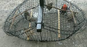 Kesimpulan yang paling mudah untuk mendapatkan lovebird. Cara Membuat Jebakan Burung Sederhana Dan Efektif Juraganhobi Com