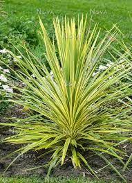 Cordyline Australis Jive A Showy Tree Type Cordyline That Grows To 7 To 8 Feet Tall Up On A Single Trunk With Leaves That A Lilac Flowers Succulents Plants