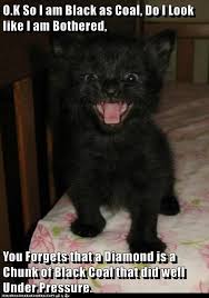 A Diamond Is A Chunk Of Black Coal Funny Cat Memes Cats Cat Memes