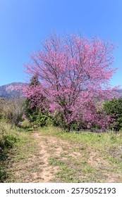 Image result for Prunus cerasoides