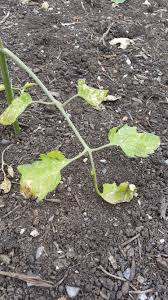 Check spelling or type a new query. Tomato Spots Yellowing And Brown Edges On Leaves Of Tomato Plant