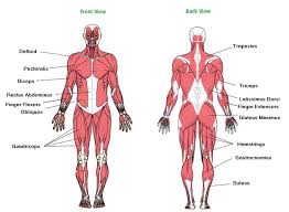 Image Result For Major Muscles Of The Body Worksheet In 2019