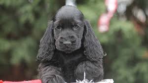 Why buy a cocker spaniel puppy for sale if you can adopt and save a life? English Cocker Spaniel Price Temperament Life Span