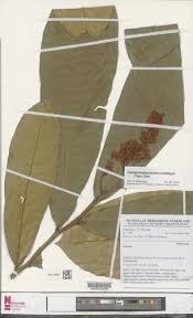 Image result for Campylospermum vogelii