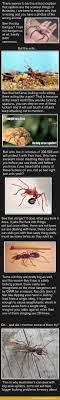 Big Spiders Are No Big Deal Funsubstance Meanwhile In Australia Australia Funny Australia