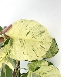 Image result for Cercestis congensis