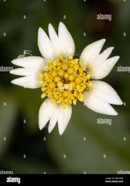 Image result for Tridax