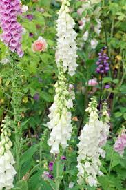 Epingle Par Shnee Sur Dream Garden Bouquet