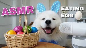 Asmr Dog Eating Boiled Egg I Mayasmr Youtube Dog Eating Egg And I How To Memorize Things