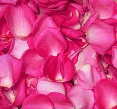 Rose Petals Rose Petals Yellow Rose Petals Hot Pink Roses