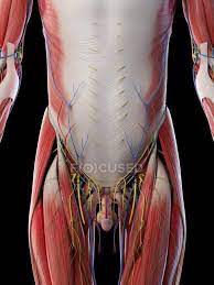 Female anatomy includes the external genitals, or the vulva, and the internal reproductive organs. Male Lower Body Anatomy And Musculature Computer Illustration Nerves Human Anatomy Stock Photo 318065242