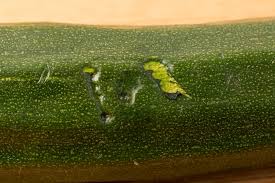 What to do with zucchini. How Long Does Zucchini Last How Do You Store It Does It Go Bad