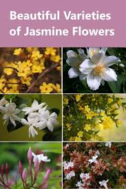 Beautiful Varieties Of Jasmine Flowers Types Of Jasmine Jasmine Plant Jasmine Flower