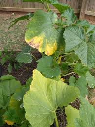 Why are some of my zucchini turning yellow. What Might Cause This Yellowing On My Squash And Zucchini Plant Leaves Gardening Garden Diy Home Flowers Roses Natu Plant Leaves Zucchini Plants Plants