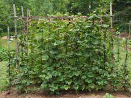 Make the first groove 18 to 24 inches from the bottom of the pole, and subsequent grooves every 6 to 10 inches. Simple Trellis For Green Beans Organic Forum At Permies