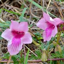 Image result for Dicerocaryum senecioides