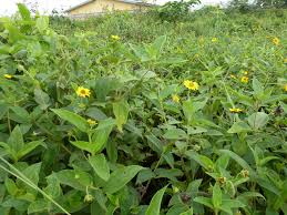 Image result for Aspilia