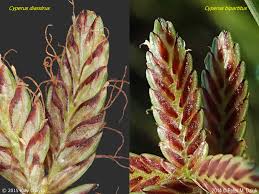 Image result for Cyperus denudatus