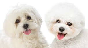 We did not find results for: Maltichon The Bichon Frise Maltese Mix