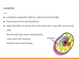 Maybe you would like to learn more about one of these? Why Does A Plant Cell Need A Mitochondria