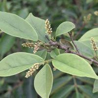 Image result for Antidesma