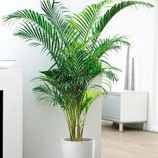 10 inspirasi tanaman hias untuk ruang tamu. Ruangan Pengap 10 Tanaman Indoor Ini Solusinya