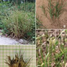 Image result for Anthephora pungens