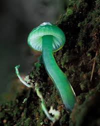 Image result for Ozoroa viridis